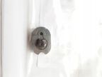 Element Pompy CR - BOSCH BOSF00R0P1249